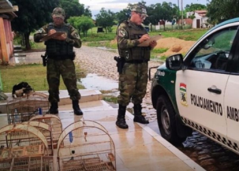 Polícia ambiental apreende 11 aves silvestres mantidas em cativeiro na cidade de Baraúna       