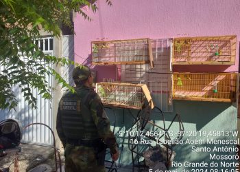 Polícia Ambiental autua quatro pessoas por manter aves silvestres em cativeiro em Mossoró