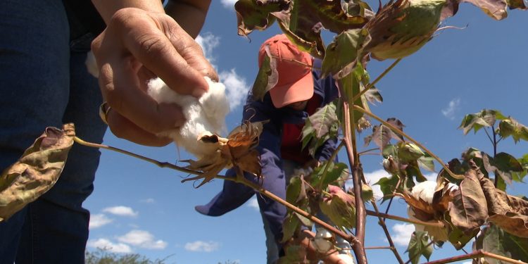 Programa de Fomento Rural: primeira parcela começa a ser paga a agricultores familiares do RN