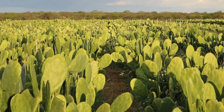 EMPARN distribui mais de 380 mil raquetes de palma em 2024