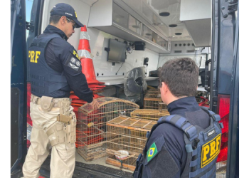 57 aves silvestres são resgatadas pela PRF no Rio Grande do Norte