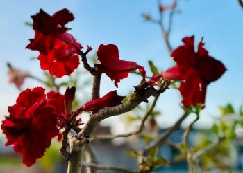 O texto pede passagem