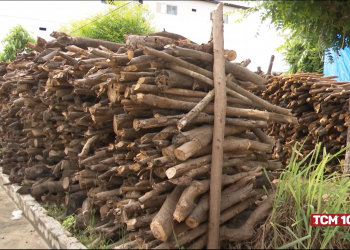 Venda de lenha para festividades juninas garante renda extra para famílias