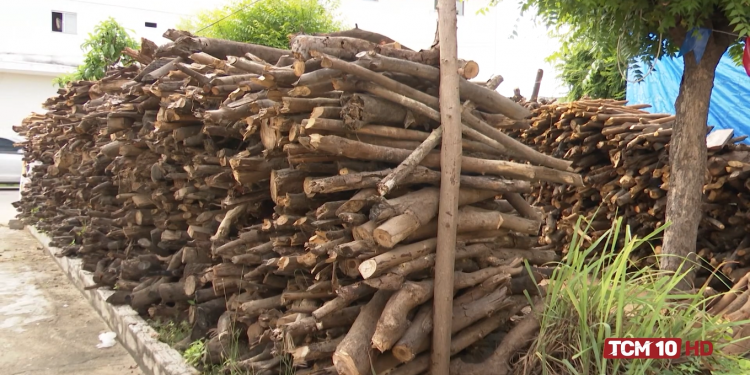Venda de lenha para festividades juninas garante renda extra para famílias