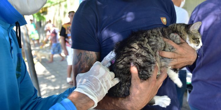 Secretaria divulga pontos extras de vacinação para cães e gatos; saiba os locais