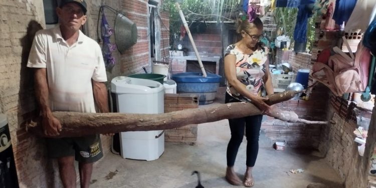 Agricultor colhe macaxeira de mais de 3 metros em Caraúbas