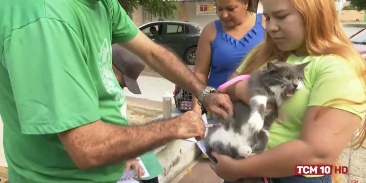 Campanha de vacinação antirrábica em Mossoró continua neste sábado; confira pontos