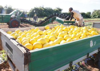 Exportações no RN crescem 83% na primeira metade de 2024