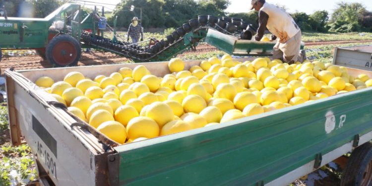 Exportações no RN crescem 83% na primeira metade de 2024