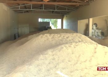 Produção de arroz vermelho cresce no Vale do Apodi