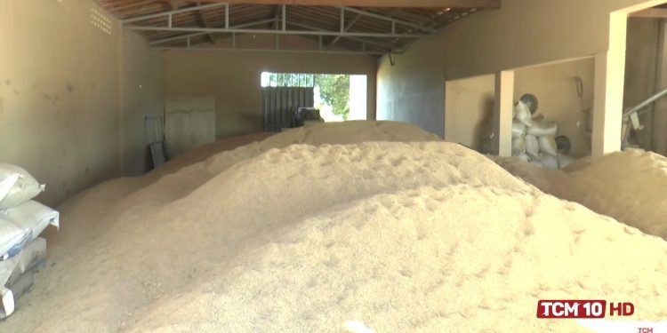 Produção de arroz vermelho cresce no Vale do Apodi