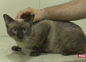 Projeto de extensão da UERN realiza castração de cães e gatos que habitam o campus