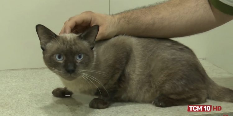 Projeto de extensão da UERN realiza castração de cães e gatos que habitam o campus