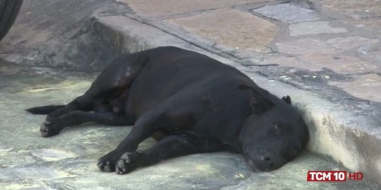 Homem denuncia ataques de cachorros na Praça da Cohab