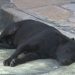 Homem denuncia ataques de cachorros na Praça da Cohab