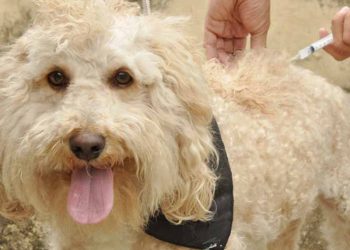 Dia D de vacinação contra a raiva animal acontece neste sábado (31)