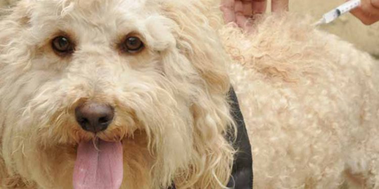 Dia D de vacinação contra a raiva animal acontece neste sábado (31)