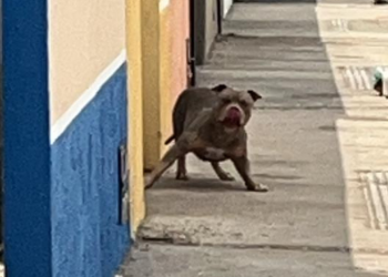 Homem fica ‘preso’ em casa sob ameaça de Pitbull na calçada