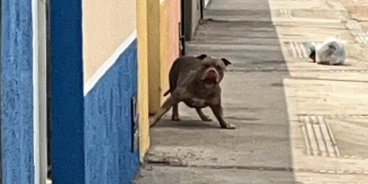 Homem fica ‘preso’ em casa sob ameaça de Pitbull na calçada