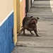 Homem fica ‘preso’ em casa sob ameaça de Pitbull na calçada