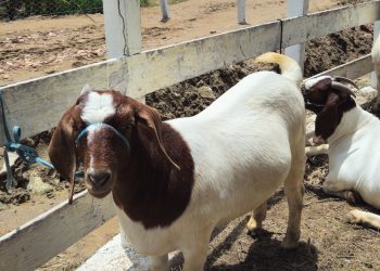TCM realiza transmissão da Festa do Bode