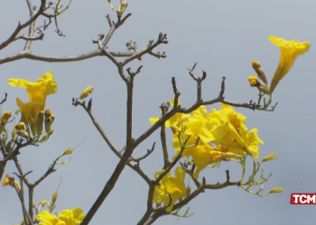 Flores das craibeiras embelezam a primavera em Mossoró