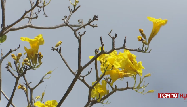 Flores das craibeiras embelezam a primavera em Mossoró