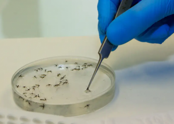 Sesap monitora sete casos de febre Oropouche no Rio Grande do Norte