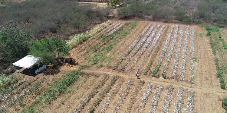 Plano Safra 2024/2025 será lançado no RN com R$ 700 milhões para agricultura familiar