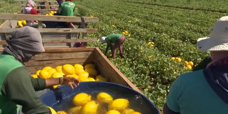 RN mantém liderança na produção nacional de melão e registra crescimento de 36,7% em 2023