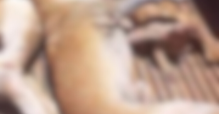 Ataque de abelhas mata quatro cães na Zona Rural de Mossoró; “Perdi meus animais”, lamenta tutor