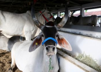 Governo do RN convoca produtores rurais para declaração de rebanho em novembro