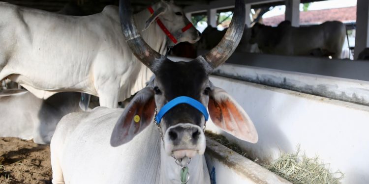 Governo do RN convoca produtores rurais para declaração de rebanho em novembro