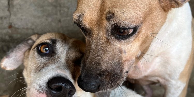 Instituto Ampara pede ajuda para continuar funcionando