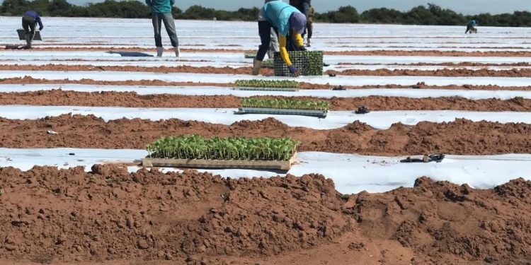 Neoenergia Cosern alerta clientes irrigantes e aquicultores sobre prazo para Revisão Cadastral 2024