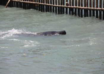 Projeto Cetáceos da Costa Branca realiza soltura de mais um peixe-boi
