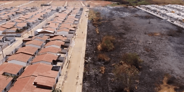 Moradora resgata cães durante incêndio no Bosque dos Pássaros: “Uma cachorrinha chegou a desmaiar”