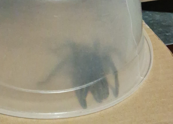 Moradora denuncia acúmulo de mato e animais peçonhentos em canal do Vingt Rosado