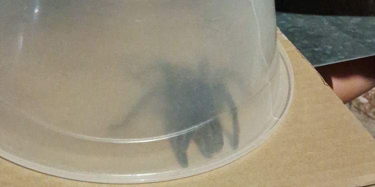 Moradora denuncia acúmulo de mato e animais peçonhentos em canal do Vingt Rosado