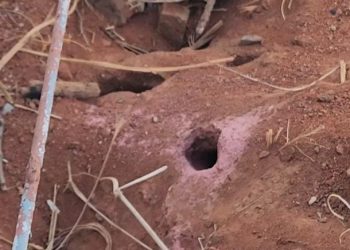 Formigueiros causam preocupação no Cemitério São Sebastião