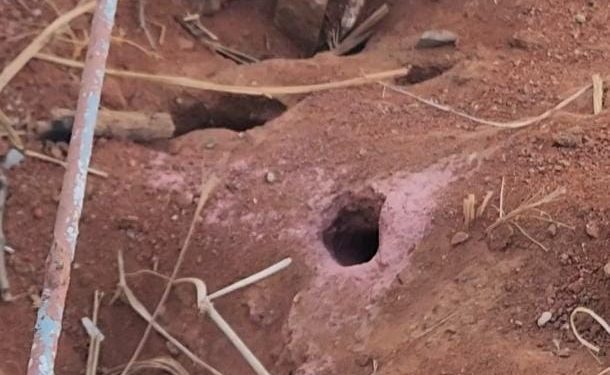 Formigueiros causam preocupação no Cemitério São Sebastião