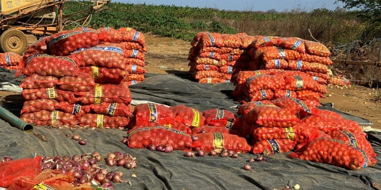 Produtores de cebola em Baraúna sofrem com queda de preços na safra