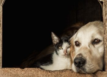 RN sanciona lei que proíbe eliminação de cães e gatos, reforçando proteção animal