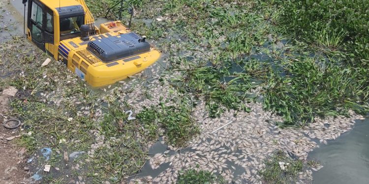 Aumento de poluição e queda de oxigênio no Rio Mossoró foram as causas da mortandade de peixes
