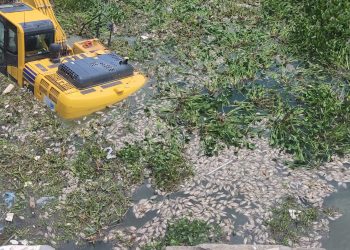 Peixes mortos em barragem causam transtorno no bairro Barrocas