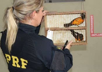 PRF e Ibama realizam Operação Mercatio em Natal