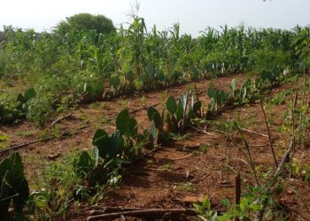 Agricultores de Mossoró recebem 12 mil raquetes de palma forrageira para cultivo no semiárido