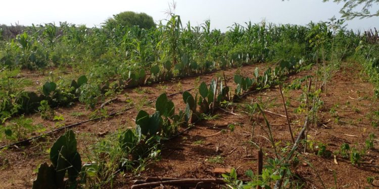 Agricultores de Mossoró recebem 12 mil raquetes de palma forrageira para cultivo no semiárido