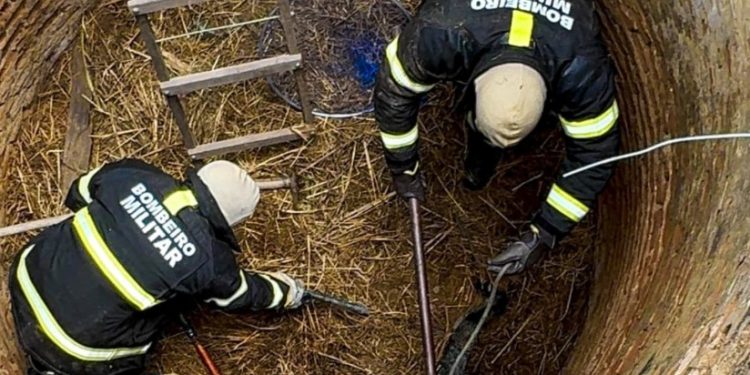Raposa é resgatada de poço desativado pelo Corpo de Bombeiros
