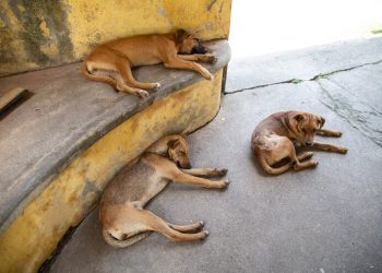 Lei institui Campanha “Fiel Companhia” contra abandono de animais no Rio Grande do Norte